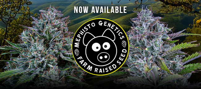 Mephisto Genetics - Now Available!