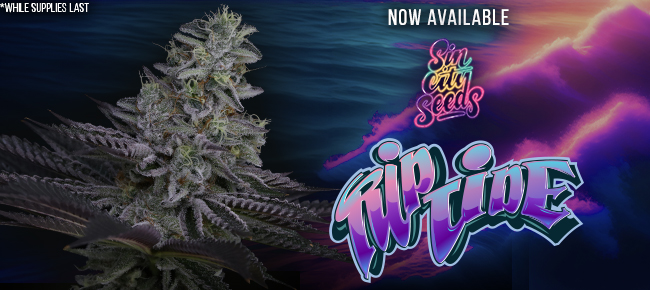 SinCity Seeds Surfr Seeds Collab Announcement - Rip Tide