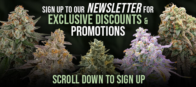 Newsletter Signup