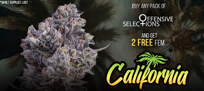 Offensive Selections - Buy Any Pack - Get 2 FEM California seeds FREE
