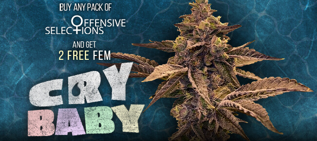 Offensive Selections - Buy Any Pack - Get 2 FEM Crybaby