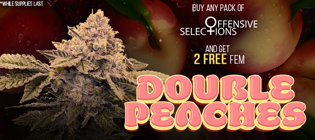 Offensive Selection - Buy Any Pack - Get 2 FEM Double Peaches seeds FREE!