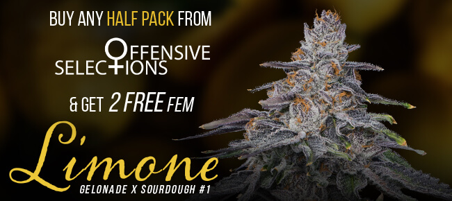 Offensive Selections - Buy Any Half Pack - Get 2 FEM Limone