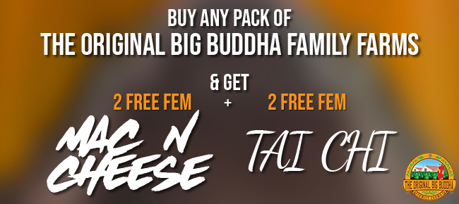 The Original Big Buddha Family Farms - Buy Any Pack - Get 2 FEM Mac N Cheese