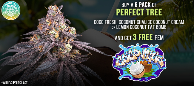 Perfect Tree - Buy Any Coco Milk Line Pack - Get 3 FEM Coco Milk S1