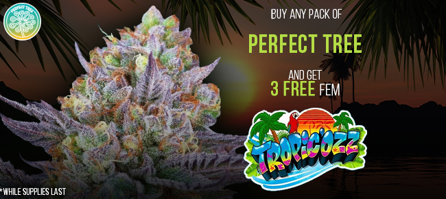 Perfect Tree - Buy Any Pack - Get 3 FEM Tropic'ozz FREE