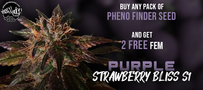 Pheno Finder - Buy Any Pack - Get 2 FEM Purple Strawberry Bliss S1