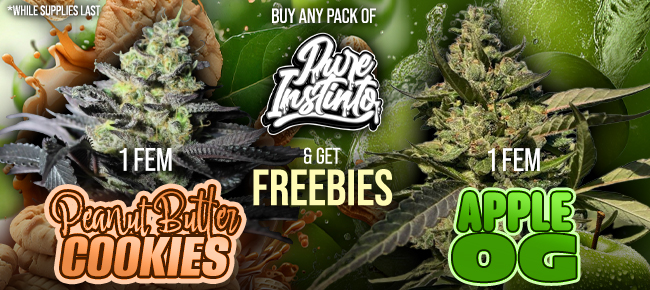 Pure Instinto - Buy Any Pack - Get 1 FEM Peanut Butter Cookies + 1 FEM Apple OG