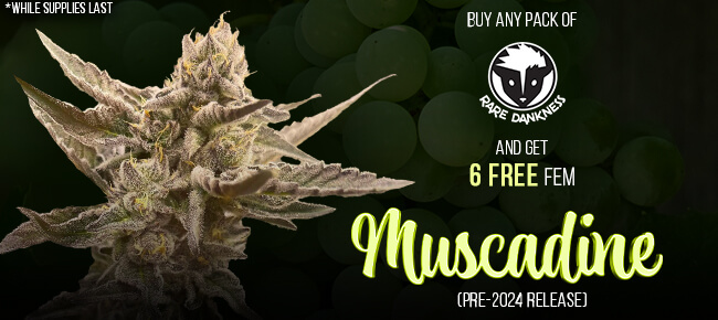 Rare Dankness - Buy Any Pack - Get 6 FEM Muscadine
