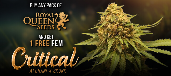 Royal Queen Seeds - Buy Any Pack - Get 1 FEM Critical