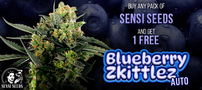 Sensi Seeds - Buy Any Pack - Get 1 Blueberry Zkittlez AUTO