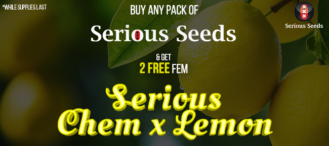 Serious Seeds - Buy Any Pack - Get 2 FEM Chem x Lemon