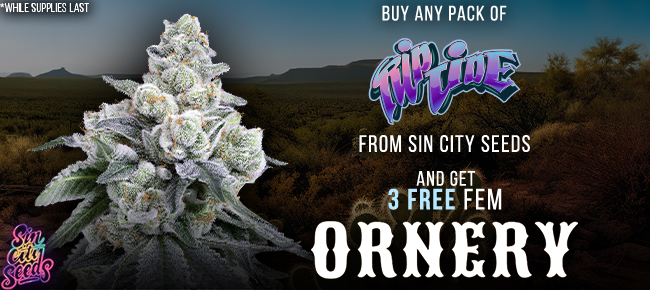 SinCity Seeds - Buy A Pack of Rip Tide - Get 3 FEM Ornery seeds FREE!