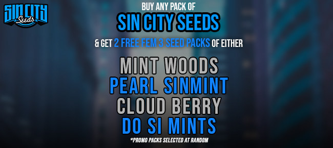 SinCity Seeds - Buy Any Pack - Get 2 Free 3pack Random Seeds