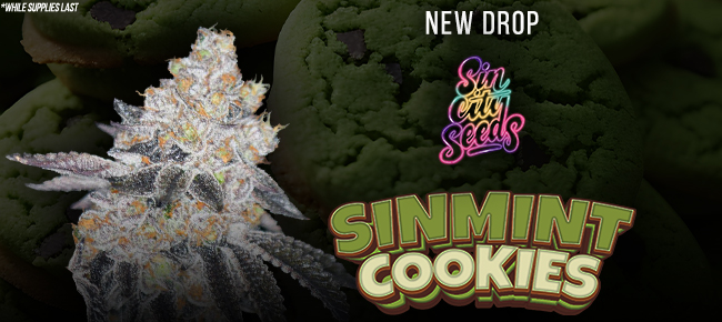 SinCity Seeds - New Drop - SinMint Cookies