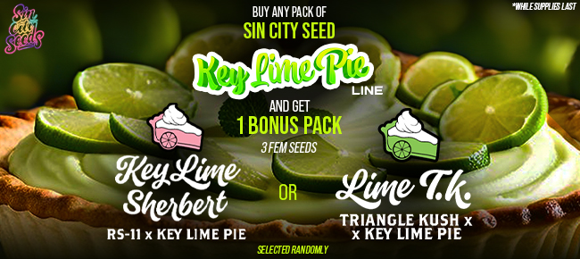 SinCity Seeds - Buy Any Pack of Key Lime Drop - Get 3 FEM Seed Pack While Supplies Last