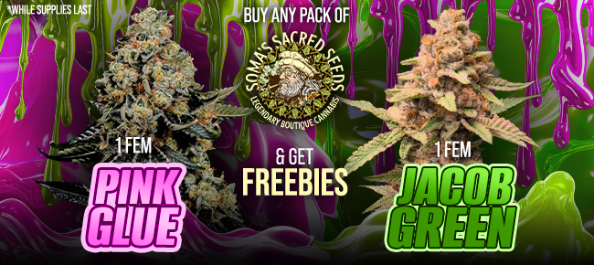 Soma Seeds - Buy Any Pack - Get 1 FEM Pink Glue + 1 FEM Jacob Green