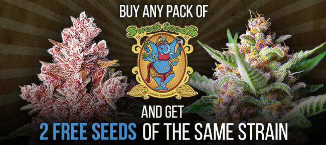 Sweet Seeds - Buy Any Pack - Get 2 Seeds of the Same Strain