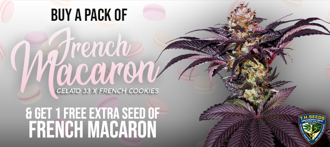 TH Seeds - Buy French Macaron - Get French Macaron free