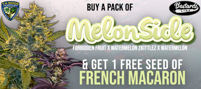 TH Seeds - Buy MelonSicle - Get French Macaron free