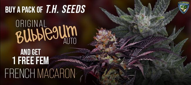 TH Seeds - Buy Original Bubblegum AUTO - Get 1 FEM French Macaron