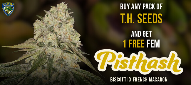 TH Seeds - Buy Any Pack - Get 1 FEM Pisthash