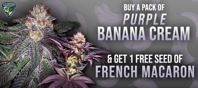 TH Seeds - Buy Purple Banana Cream - Get French Macaron free