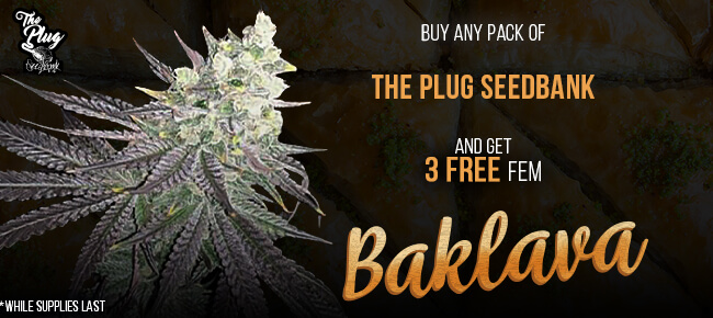 The Plug - Buy Any Pack - Get 3 FEM Baklava FREE