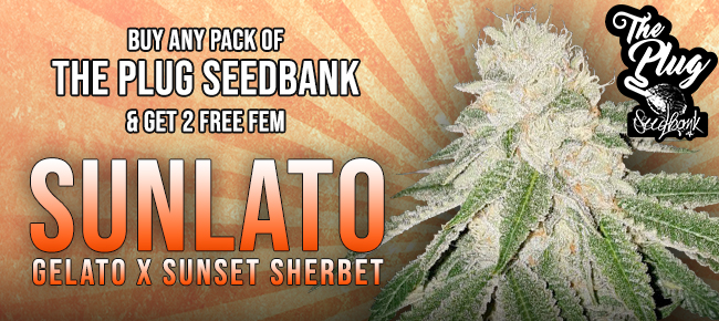 The Plug - Buy Any Pack - Get Sunlato Free