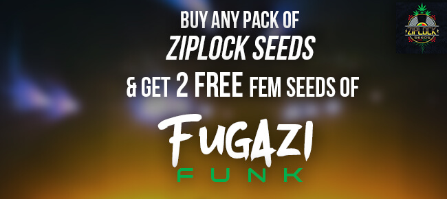 Ziplock - Buy Any Pack - Get 2 FEM Fugazi Funk