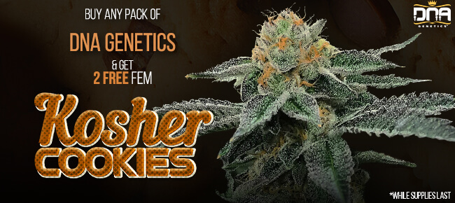 DNA Genetics - Buy Any Pack - Get 2 FEM Kosher Cookies