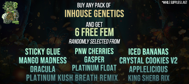In House Genetics - Buy Any Pack - Get 6 Randomly Selected FEM Seeds