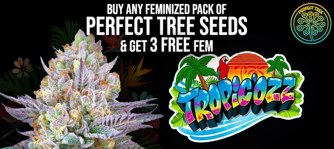 Perfect Tree - Buy Any Pack - Get Tropicozz Free