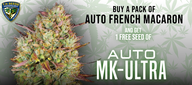 TH Seeds - Buy French Macaron AUTO Pack - Get 1 MK Ultra AUTO