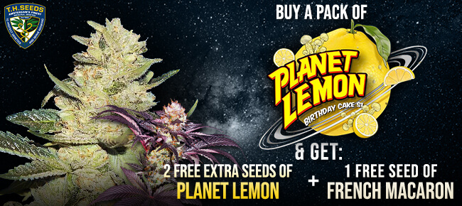 TH Seeds - Buy Planet Lemon - Get 2 free additional seeds