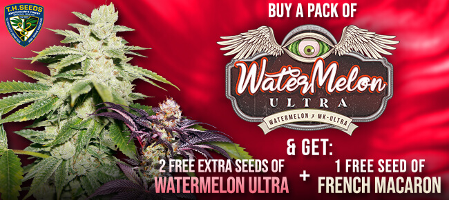 TH Seeds - Buy Watermelon Ultra - Get 2 Additional seeds