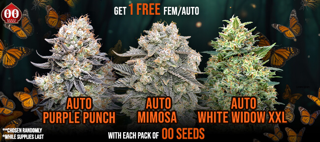 00 Seeds - Buy Any Pack - Get 1 AUTO Purple Punch, Mimosa, or White Widow *Chosen Random