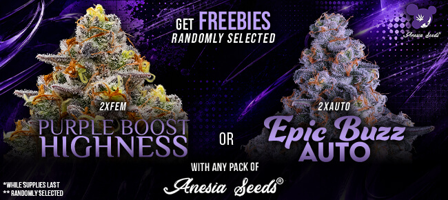 Anesia - Buy Any Pack - Get 2 FEM Purple Boost Highness OR 2 FEM Epic Buzz AUTO *Random Selection