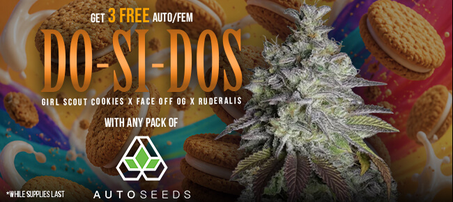 Auto Seeds - Buy Any Pack - Get 3 Do-Si-Dos AUTO