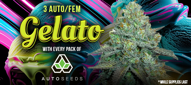 Auto Seeds - Buy Any Pack - Get 3 Gelato AUTO
