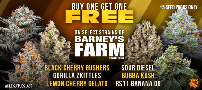 Barney's Farm - BOGOF on Select Strains