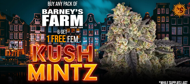 Barney's Farm - Buy Any Pack - Get 1 FEM Kush Mintz