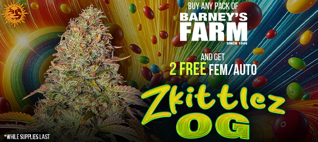 Barney's Farm - Buy Any Pack - Get 2 FEM Zkittlez OG AUTO