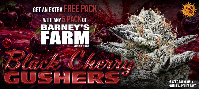 Barney's Farm - Buy A 5 Pack Black Cherry Gushers - Get A 5 Pack Free