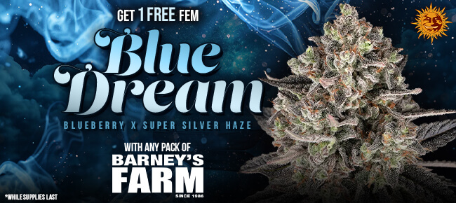 Barney's Farm - Buy Any Pack - Get 1 FEM Blue Dream
