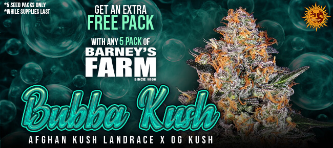Barney's Farm - Buy A 5 Pack Bubba Kush - Get 5 Pack Free