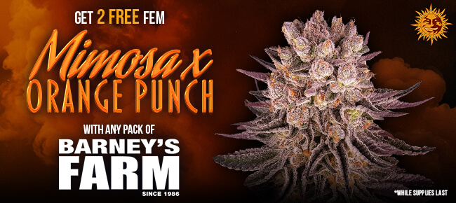 Barney's Farm - Buy Any Pack - Get 2 FEM Mimosa x Orange Punch