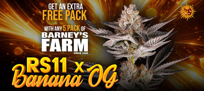 Barney's Farm - Buy a 5 pack RS-11 x Banana OG - Get Extra Pack