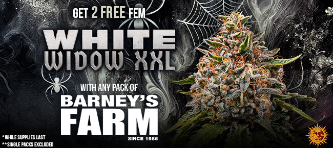 Barney's Farm - Buy Any Pack - 2 FEM White Widow XXL