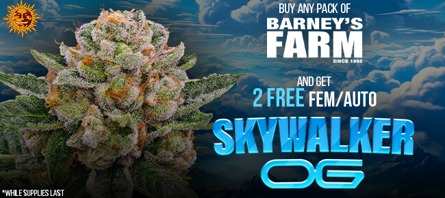 Barney's Farm - Buy Any Pack - Get 2 FEM Skywalker OG AUTO